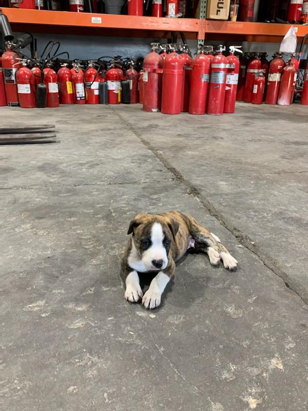 Co2 Fire Extinguishers and Puppy